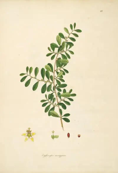 Plants of the coast of Coromandel Pl.088 av William Roxburgh