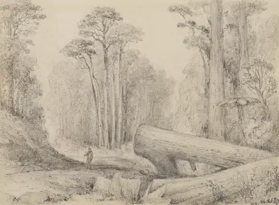 Hutt Road, round the first gorge, looking down av William Swainson