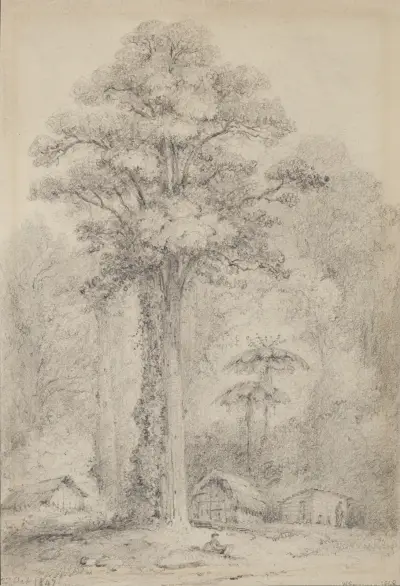 White pine, Stokes Valley, Upper Hutt av William Swainson