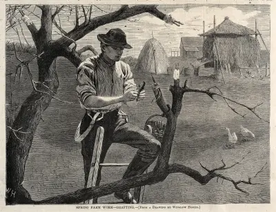 Spring Farm Work – Grafting av Winslow Homer