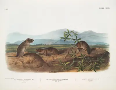 1. Arvicola Townsendii, Townsends Wühlmaus; 2. Arvicola nasuta, Spitznasen-Wühlmaus. Natürliche Größe. 3. Mus riparius, Uferratte. Natürliche Größe. von John Woodhouse Audubon