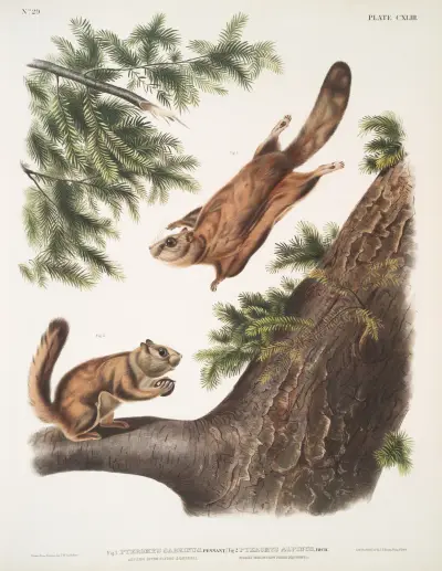 1. Pteromys sabrinus, Severn River Flying Squirrel; 2. Pteromys alpinus, Rocky Mountain Squirrel. von John Woodhouse Audubon