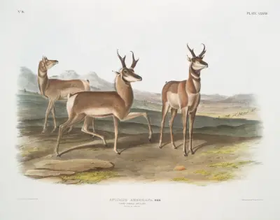 Antilope Americana, Gabelbock (Männchen und Weibchen) von John Woodhouse Audubon