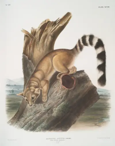 Ringschwanz-Bassaris von John Woodhouse Audubon