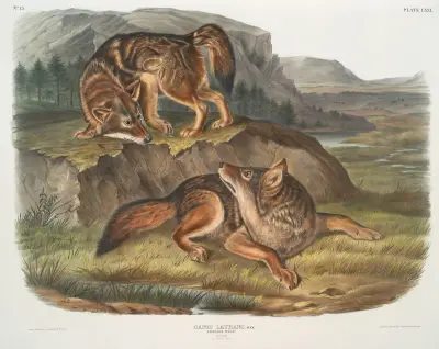 Canis latrans, Prärievarg. Hanar. von John Woodhouse Audubon