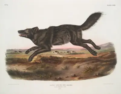 Canis lupus, schwarzer amerikanischer Wolf. Männchen. von John Woodhouse Audubon