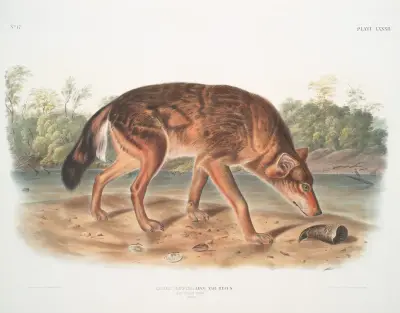Canis lupus, roter Texaswolf (Männchen) von John Woodhouse Audubon