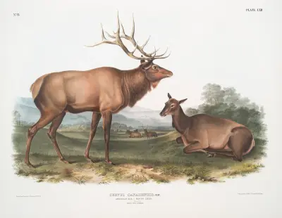 Cervus canadensis, American Elk, Wapiti Deer. Männchen und Weibchen von John Woodhouse Audubon