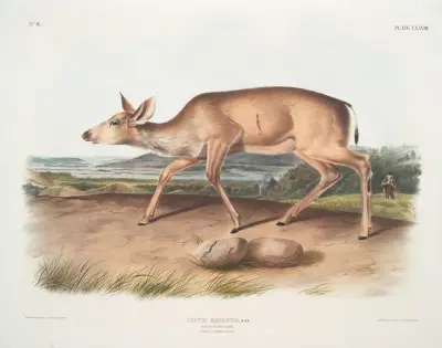 Cervus macrotis, Schwarzwedelhirsch. Weibchen. Sommerfell. von John Woodhouse Audubon