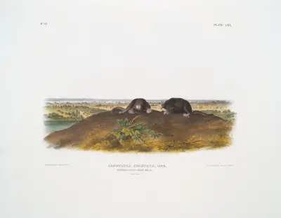 Condylura cristata, Gemeiner Sternmull. Natürliche Größe. von John Woodhouse Audubon