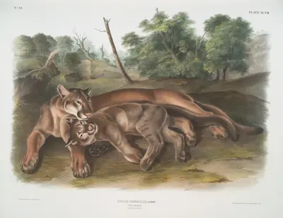Felis concolor, The Cougar. Female & young. av John Woodhouse Audubon