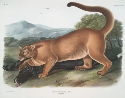 Felis concolor, Puma (Männchen) von John Woodhouse Audubon