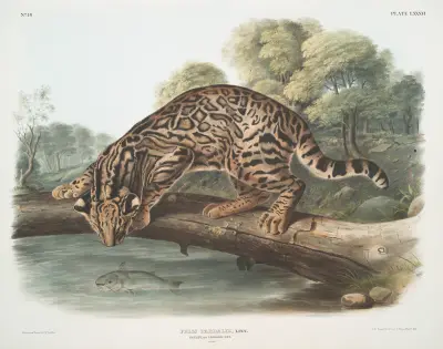 Felis pardalis, Ozelot oder Leopardkatze (Männchen) von John Woodhouse Audubon