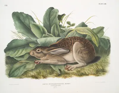 Schwarzwedel-Hase. Männchen. Lebensgroß. von John Woodhouse Audubon