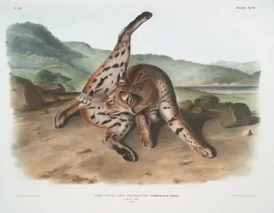 Lynx rufus, var. maculatus, Texan Lynx. (Female.) von John Woodhouse Audubon