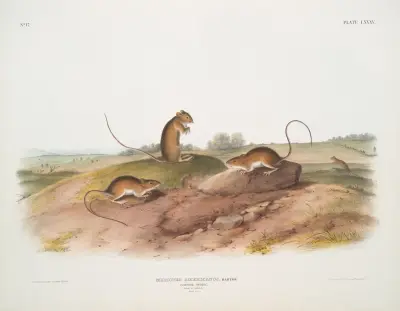 Meriones Americanus, Springmaus. (Männchen & Weibchen. Natürliche Größe.) von John Woodhouse Audubon