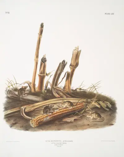Mus minimus, Little Harvest Mouse. Männchen und Weibchen. Natürliche Größe. von John Woodhouse Audubon