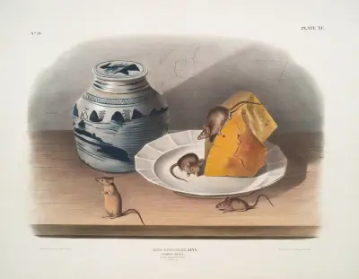 Mus-musculus, Hausmaus (Männchen, Weibchen und Jungtier in natürlicher Größe) von John Woodhouse Audubon