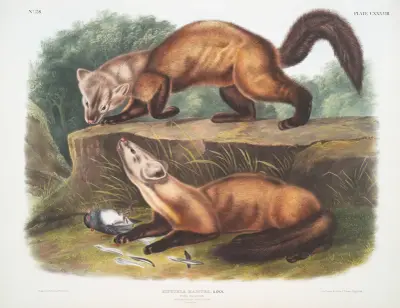 Mustela martes, Baummarder. Männchen & Weibchen. Winterfell. Natürliche Größe. von John Woodhouse Audubon