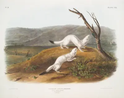 Putorius agilis, kleines flinkes Wiesel. Männchen und Weibchen. Lebensgroß. Winterfell. von John Woodhouse Audubon