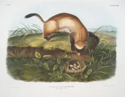 Schwarzfußiltis (Putorius nigripes, Black-footed Ferret. Natural size.) von John Woodhouse Audubon