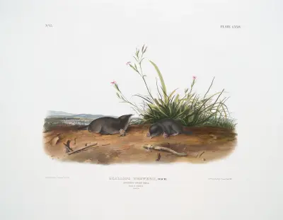 Scallops Brewerii, Brewers Spitzmaus. Männchen und Weibchen. Lebensgroß. von John Woodhouse Audubon