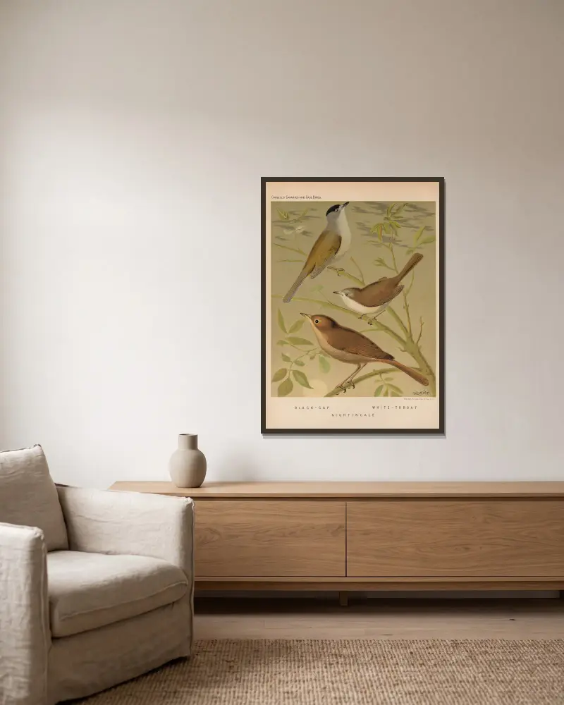 Blackcap, Whitethroat, Nightingale av W. A . Blakston inramad på en vägg