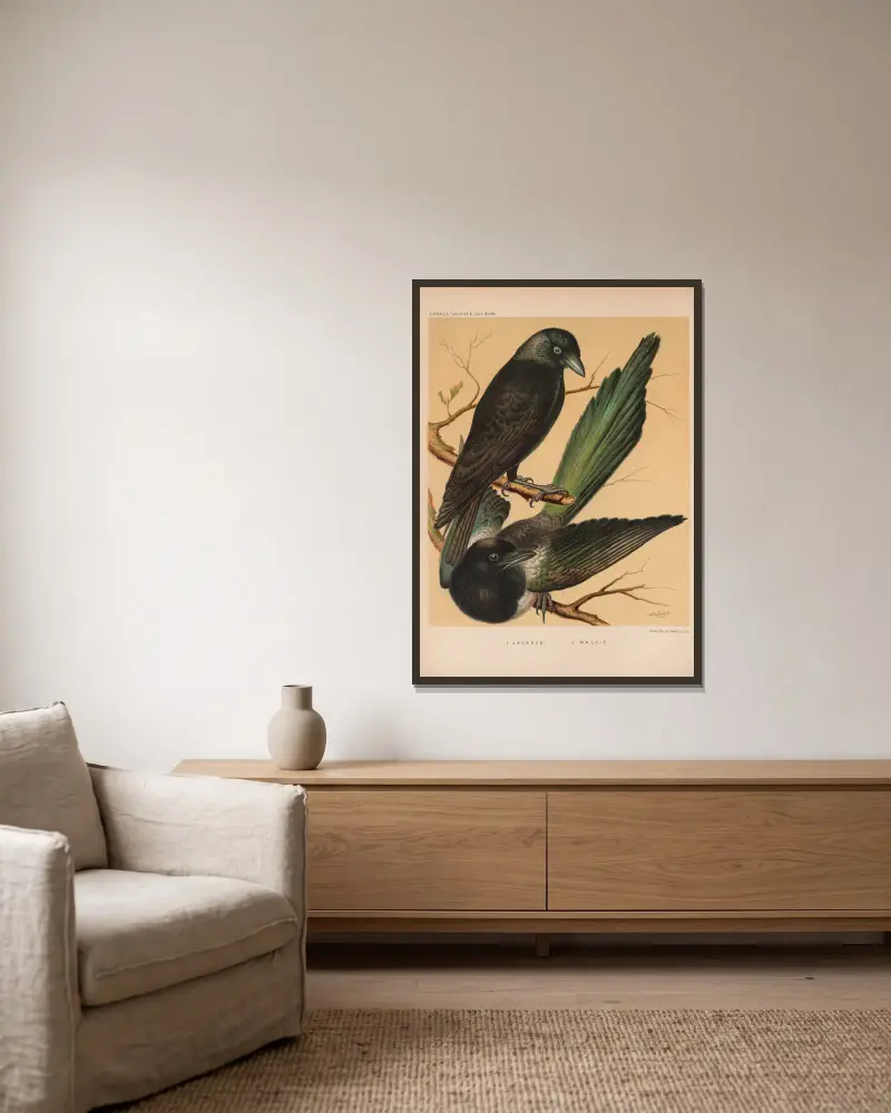Jackdaw, Magpie av W. A . Blakston inramad på en vägg