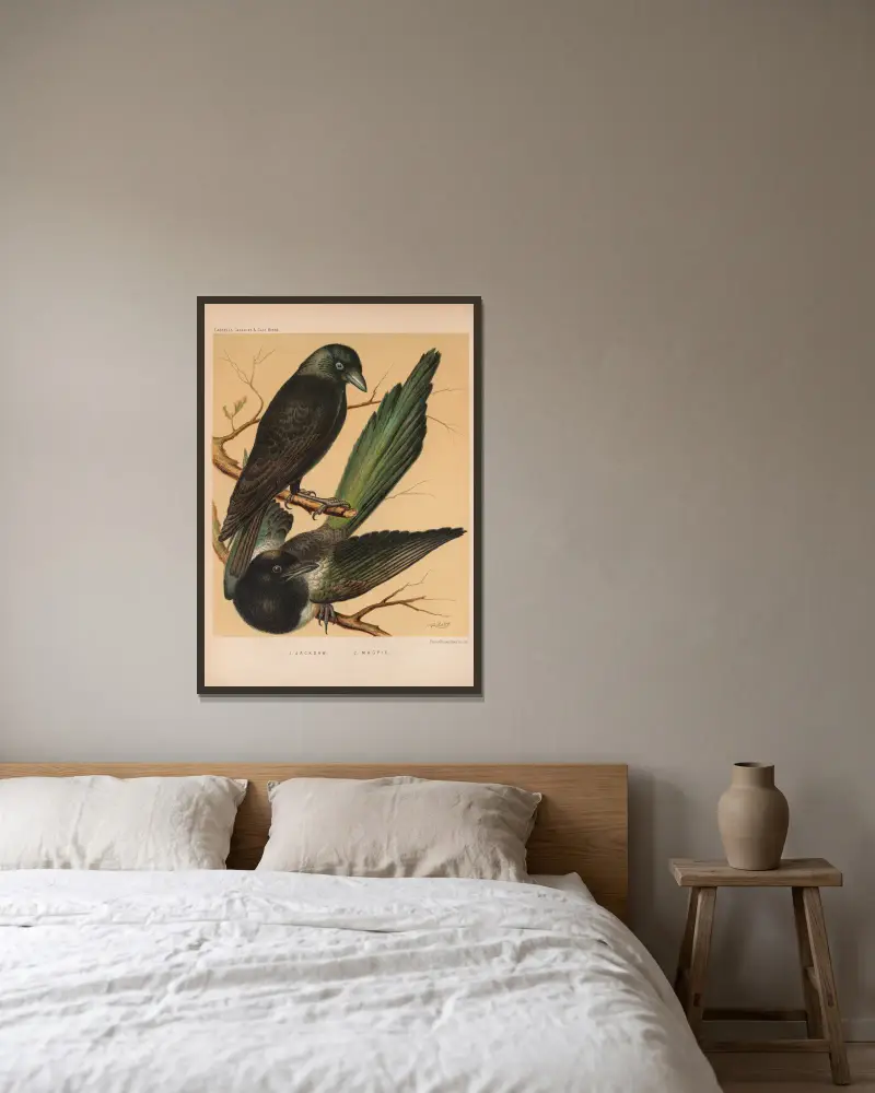 Jackdaw, Magpie av W. A . Blakston inramad på en vägg