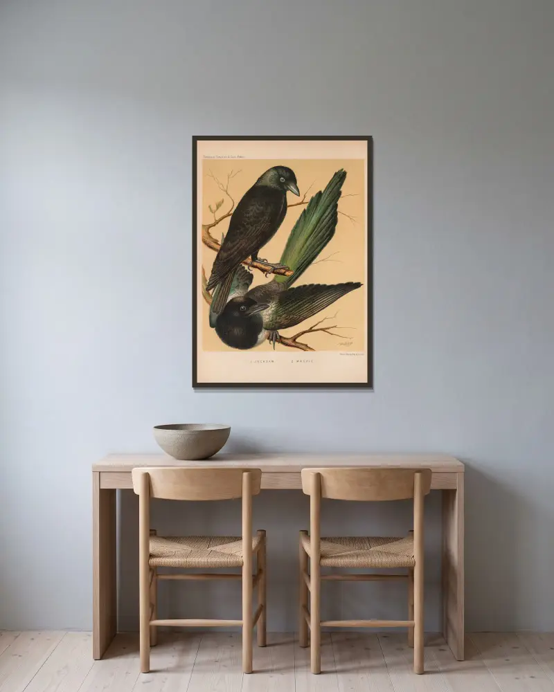 Jackdaw, Magpie av W. A . Blakston inramad på en vägg
