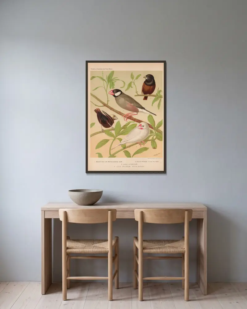 Java Sparrows, Nuns av W. A . Blakston inramad på en vägg