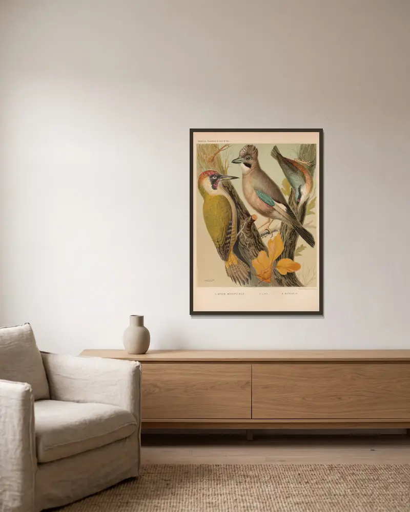 Jay, Woodpecker, Nuthatch av W. A . Blakston inramad på en vägg