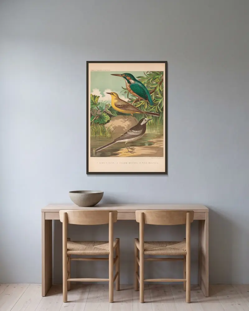 Eisvogel, Bachstelzen von W. A . Blakston gerahmt an einer Wand