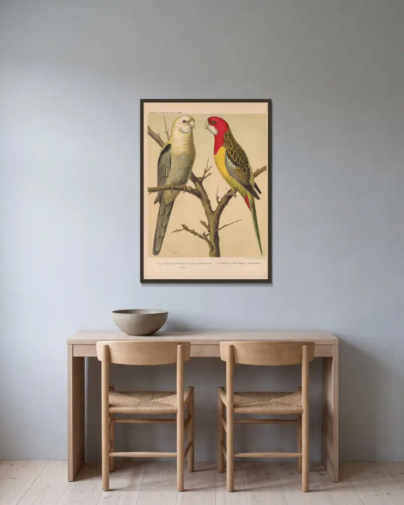 Rosella Parrakeets av W. A . Blakston inramad på en vägg