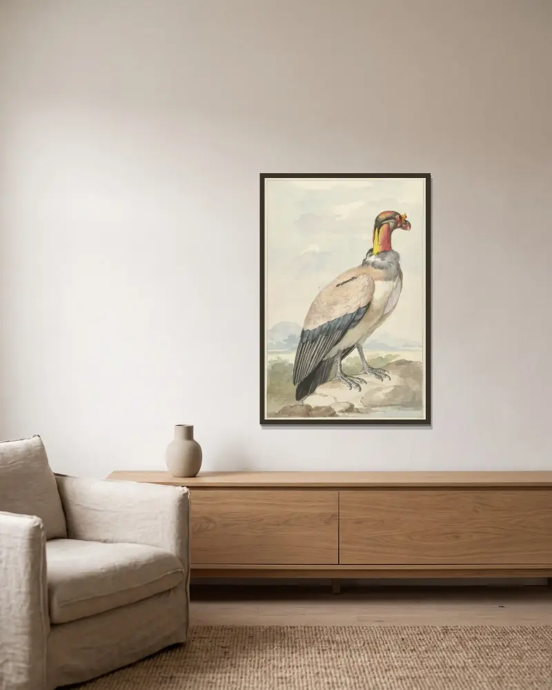 Königsgeier (Sarcoramphus papa) von Aert Schouman gerahmt an einer Wand