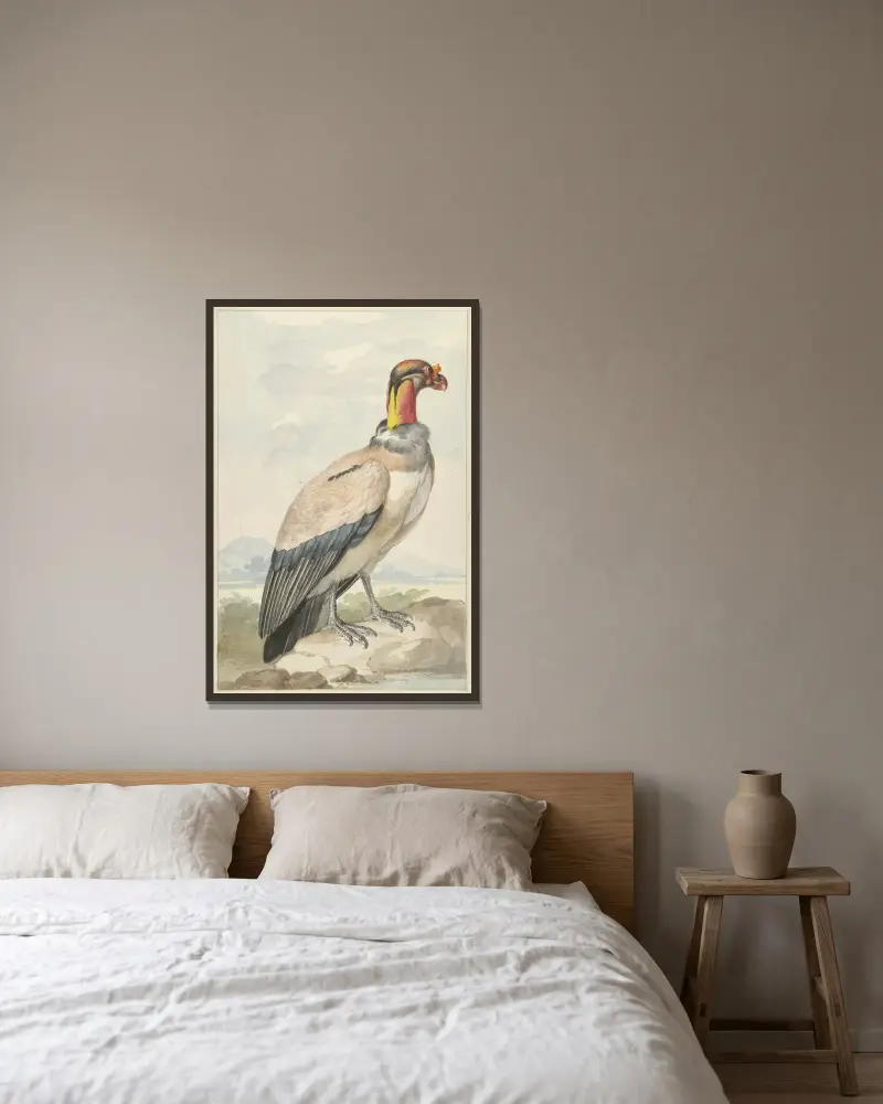 Königsgeier (Sarcoramphus papa) von Aert Schouman gerahmt an einer Wand