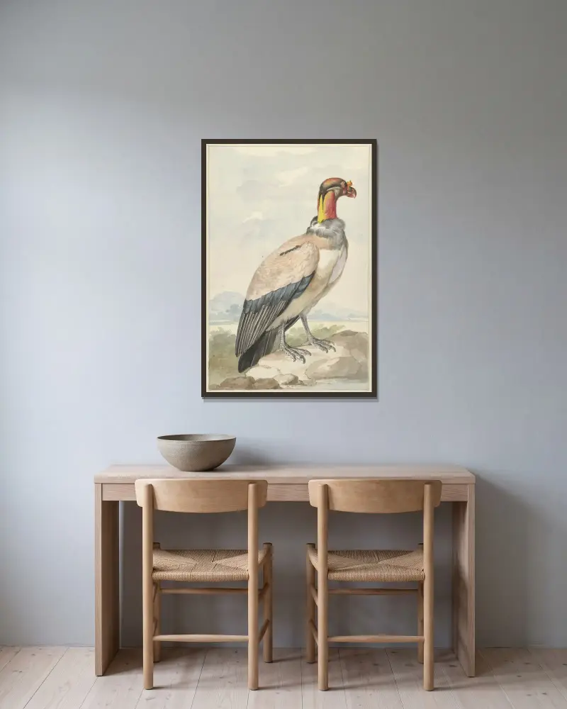 Königsgeier (Sarcoramphus papa) von Aert Schouman gerahmt an einer Wand