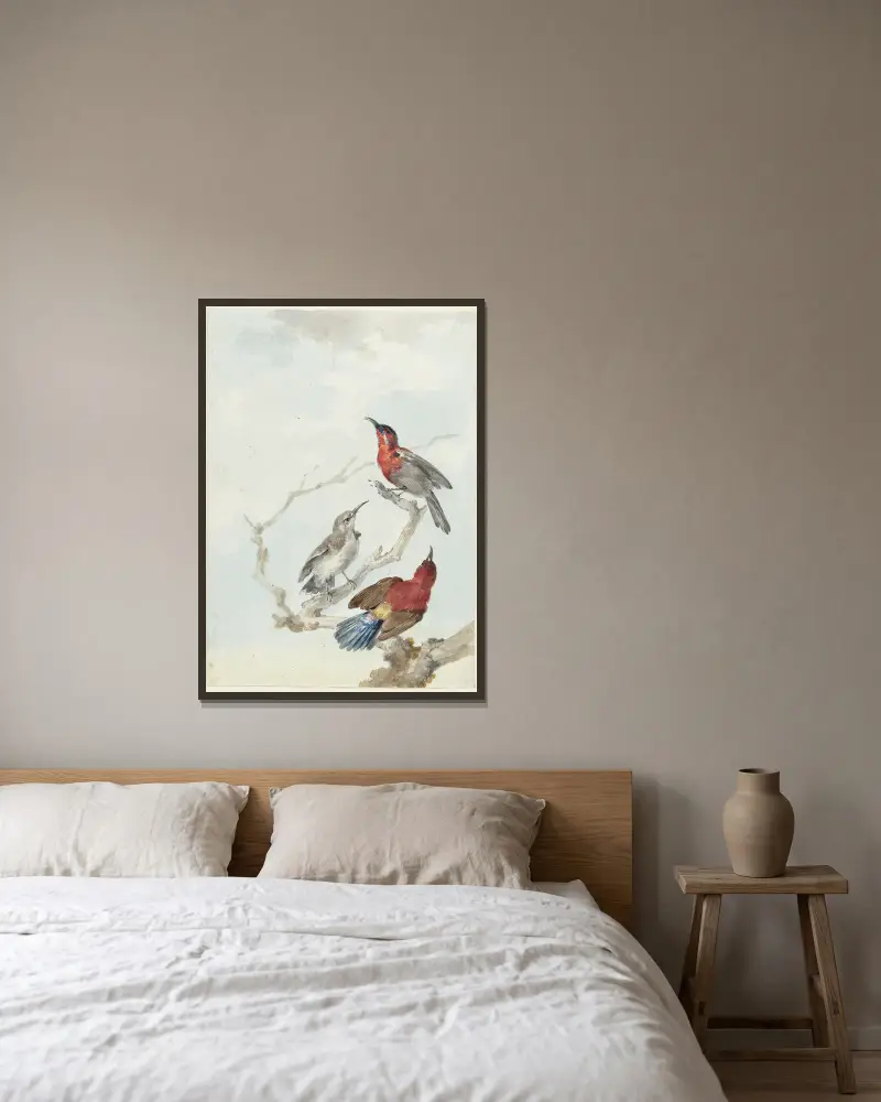 Drei karmesinrote Sonnenvögel von Aert Schouman gerahmt an einer Wand