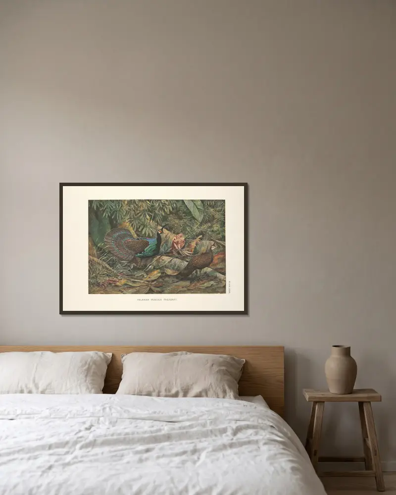 Palawan-Pfaufasan (Polyplectron napoleonis), 1918 – Nr. 2 von Louis Agassiz Fuertes gerahmt an einer Wand