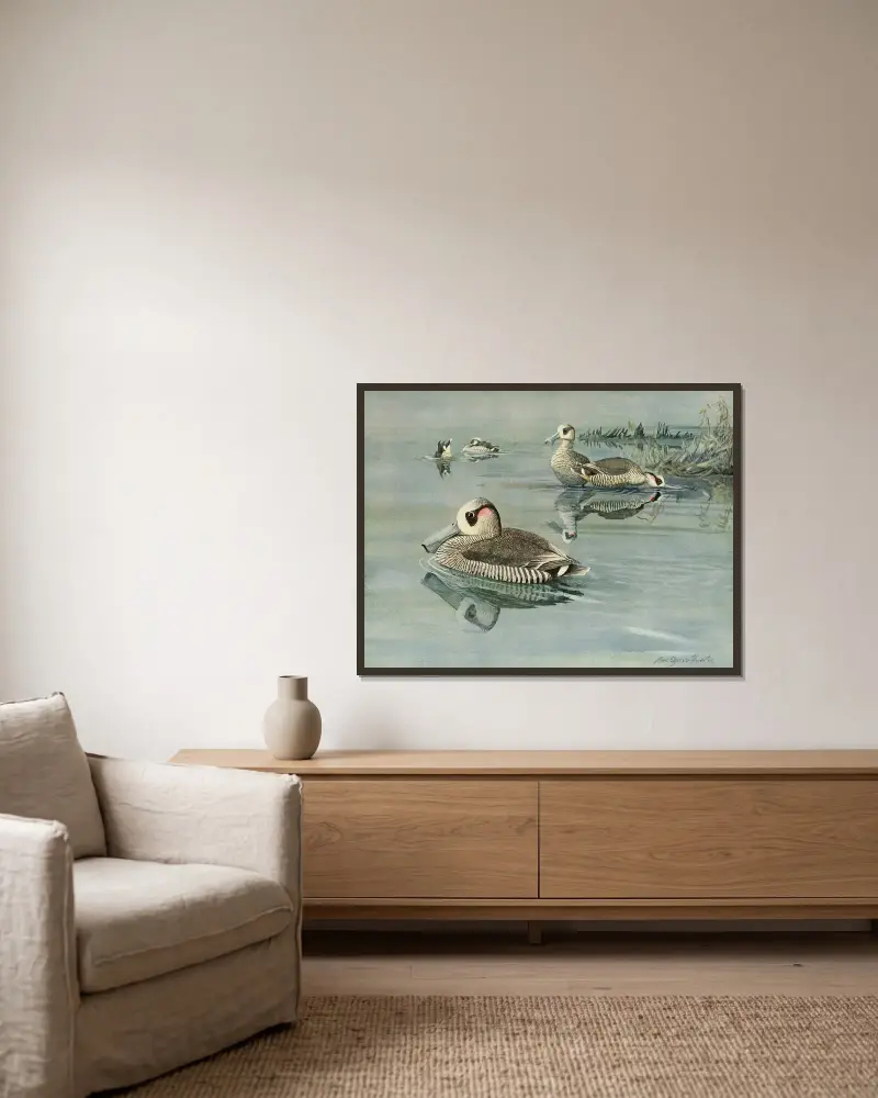 Pink-Eared Duck av Louis Agassiz Fuertes inramad på en vägg