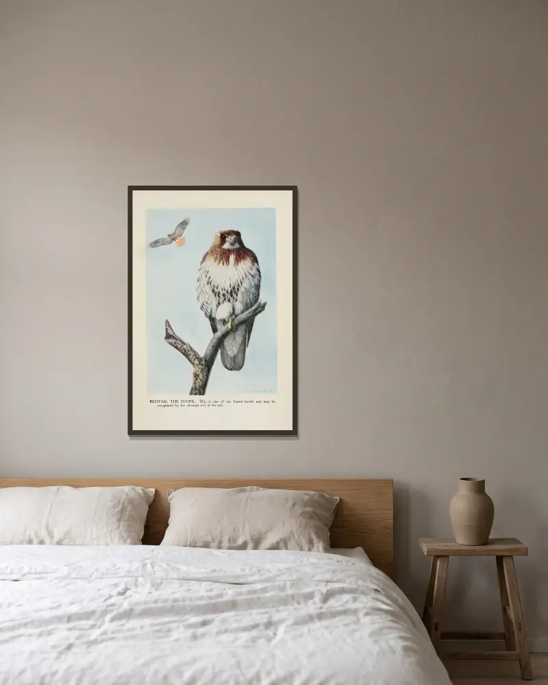 Redtail the Hawk av Louis Agassiz Fuertes inramad på en vägg
