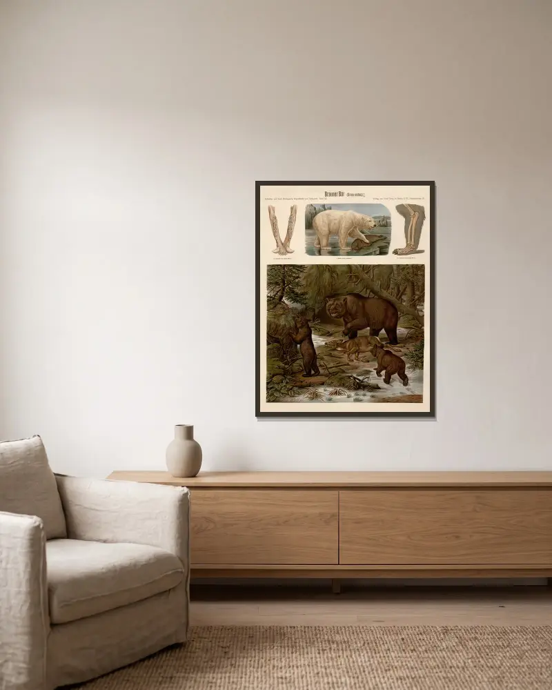 Braunbär (Ursus arctos) von Albert Kull gerahmt an einer Wand