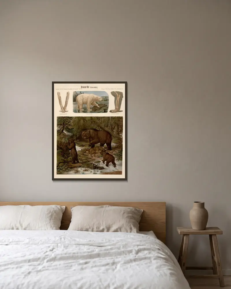 Braunbär (Ursus arctos) von Albert Kull gerahmt an einer Wand