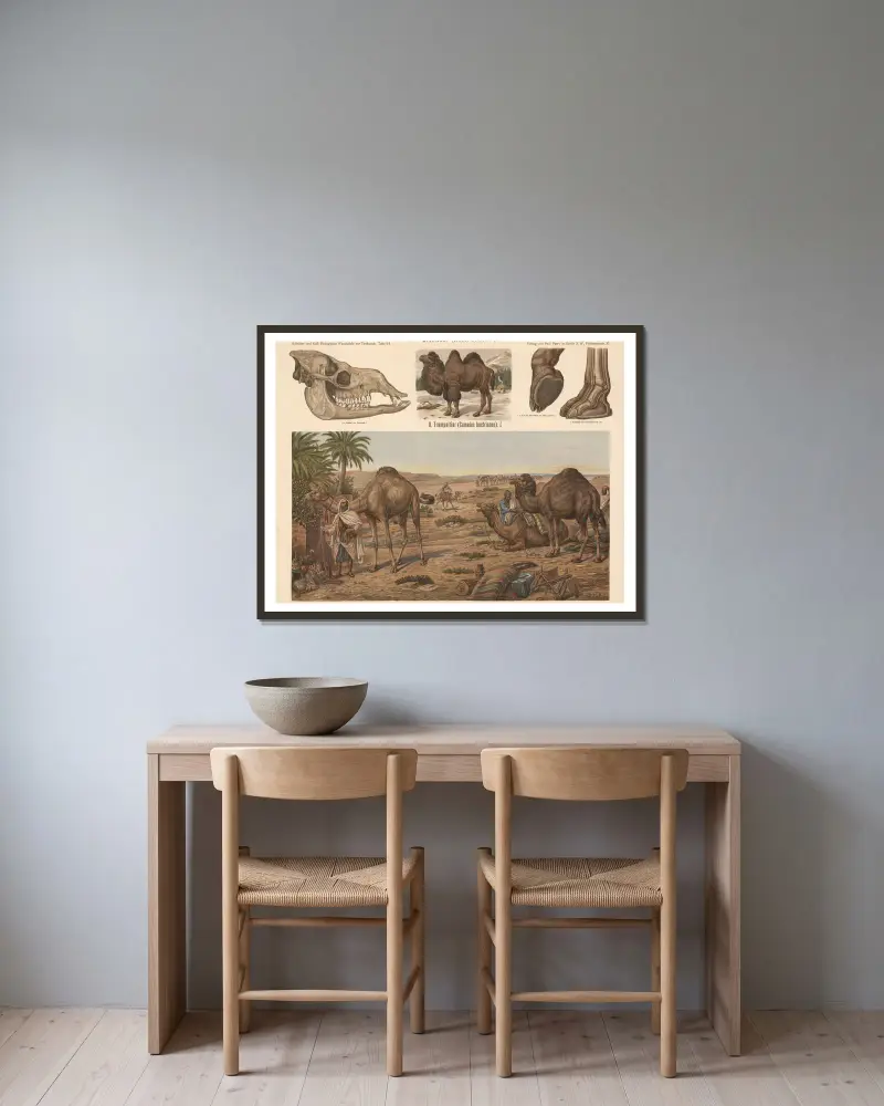 Dromedary (Camelus dromedarius) av Albert Kull inramad på en vägg