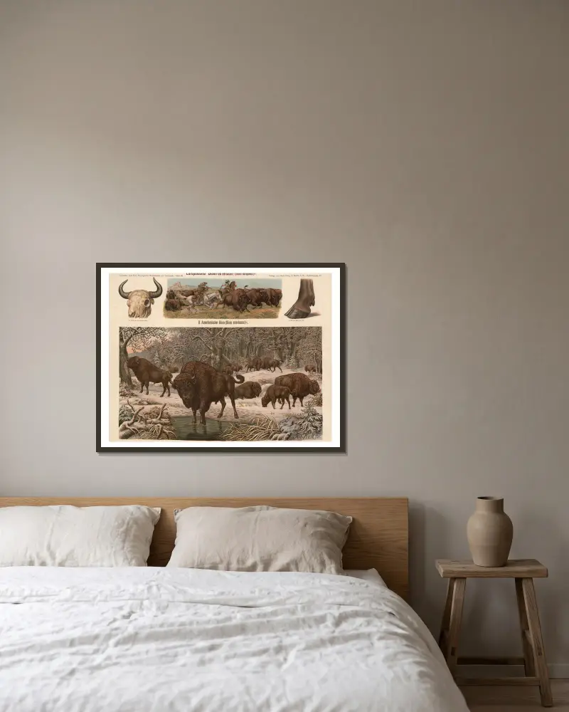 Europäischer Bison (Bison europaeus) von Albert Kull gerahmt an einer Wand