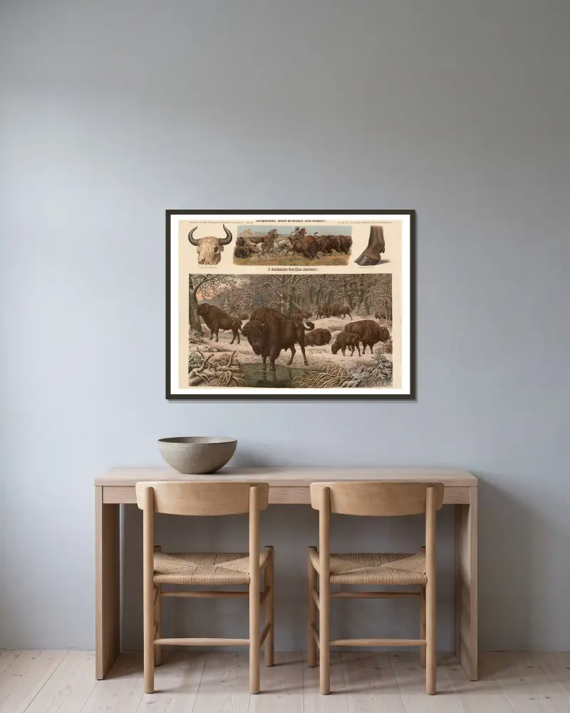 Europäischer Bison (Bison europaeus) von Albert Kull gerahmt an einer Wand