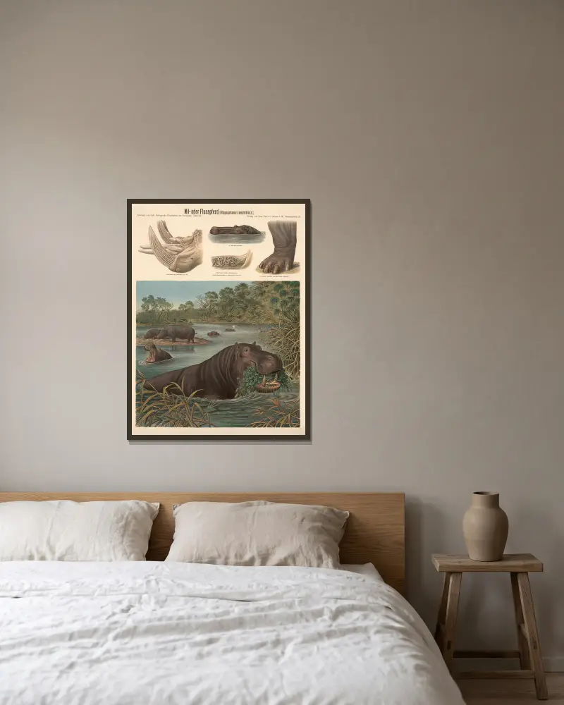 Hippopotamus (Hippopotamus amphibius) von Albert Kull gerahmt an einer Wand