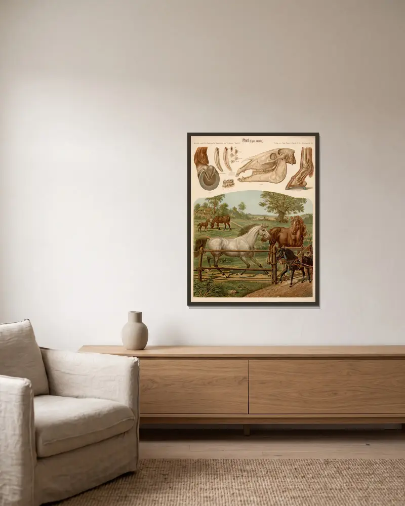 Pferd (Equus caballus) – Nr. 1 von Albert Kull gerahmt an einer Wand