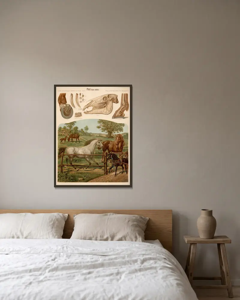 Pferd (Equus caballus) – Nr. 1 von Albert Kull gerahmt an einer Wand