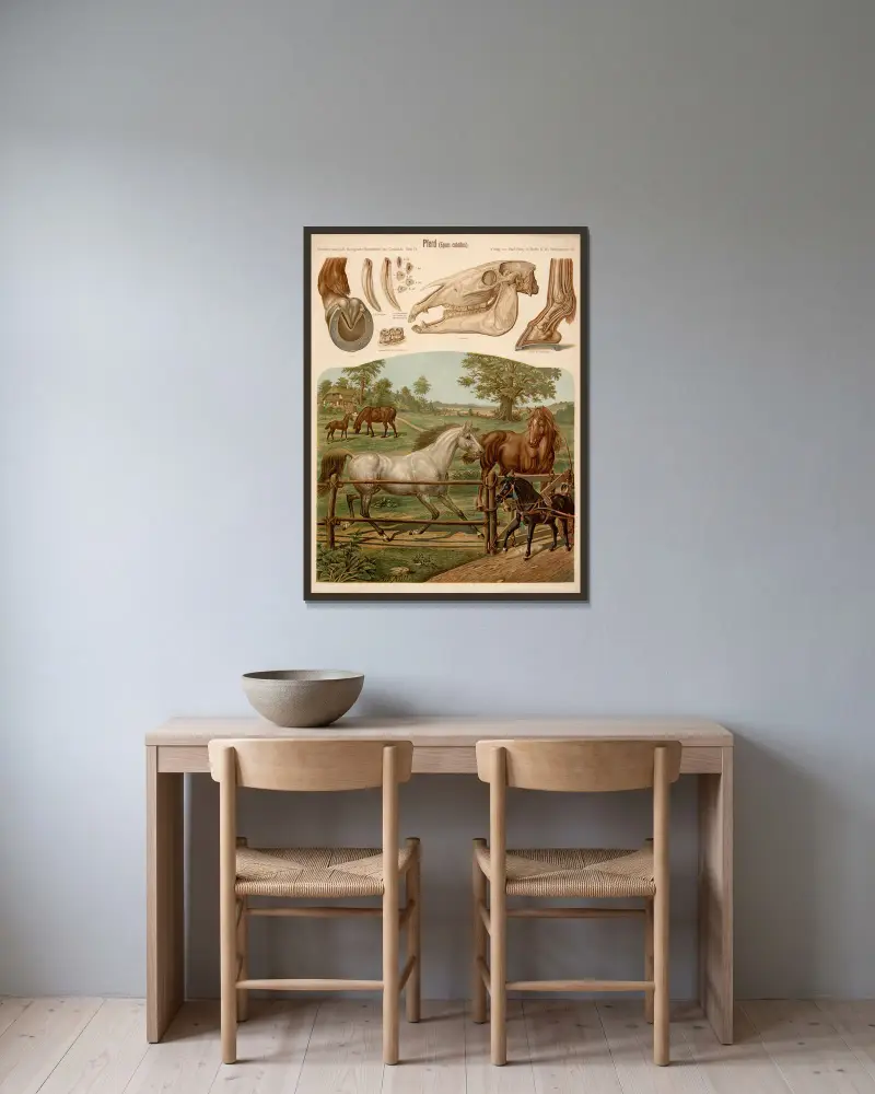Pferd (Equus caballus) – Nr. 1 von Albert Kull gerahmt an einer Wand